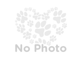 American French Bull Terrier
